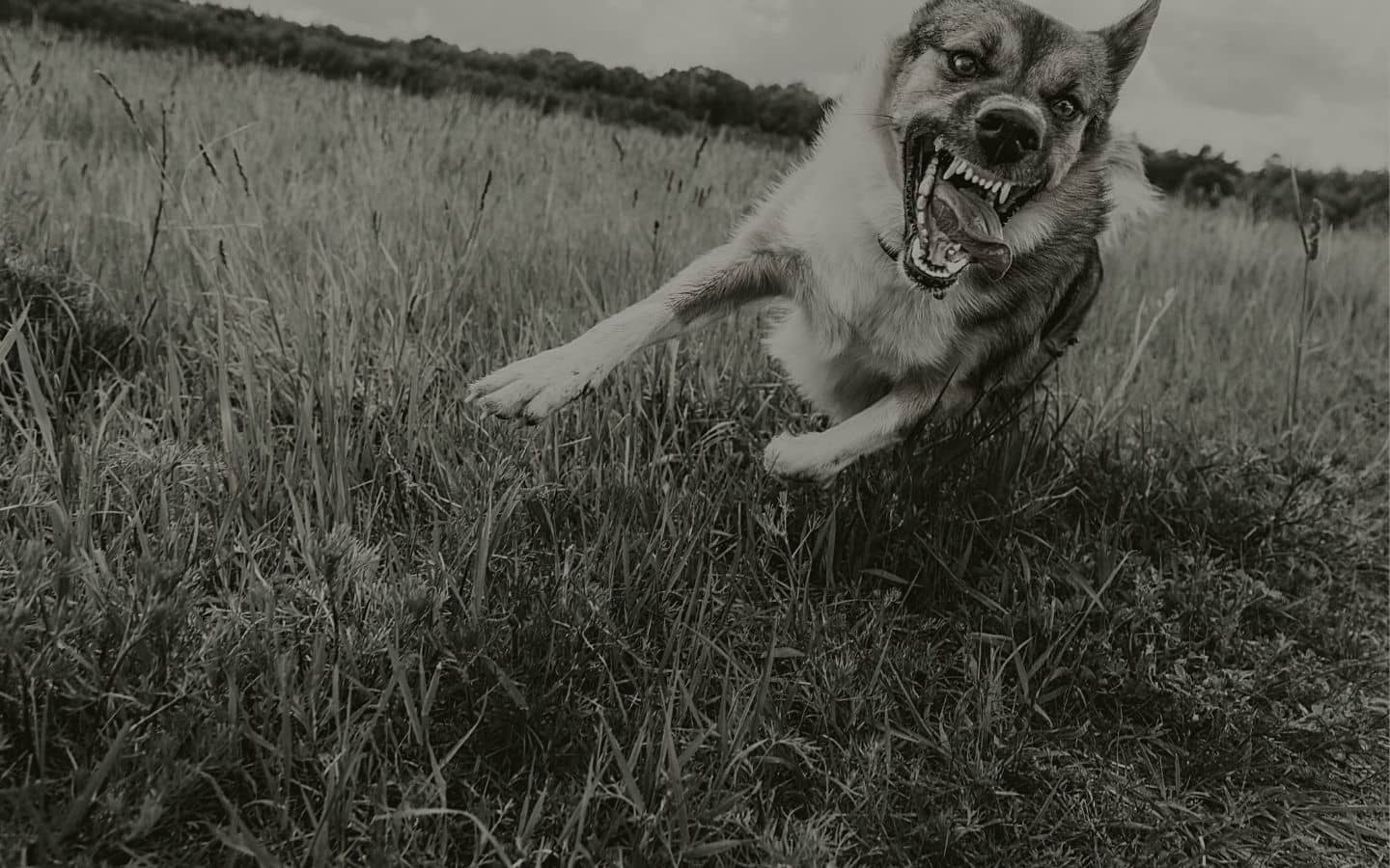 dog cat cow cost millions angry dog